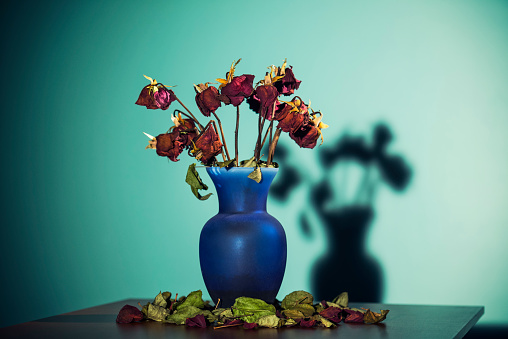A dozen dead red roses in a blue glass vase sitting on a wooden table with a shadow cased on the green wall. The dried leaves and petals have fallen down onto the table from the bouquet being abandoned after Valentine's day, anniversary or birthday.