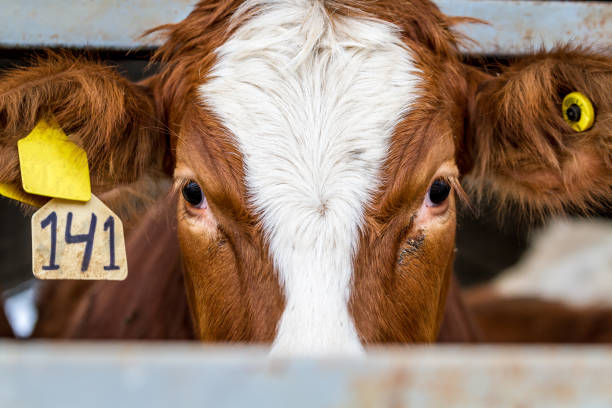 istock Cow in the paddock in farm 649960696
