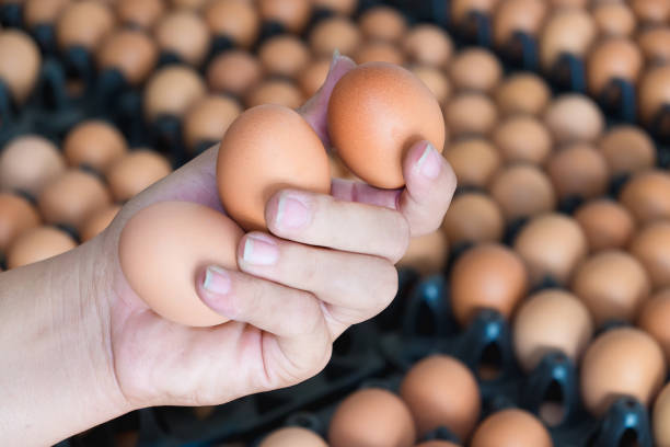 istock Hand holding eggs from chicken farm on lot of egg 649963232
