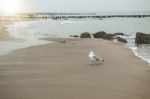 Close up on seagull on the beach at winter season . Bird is resting and relaxing , enjoying the view