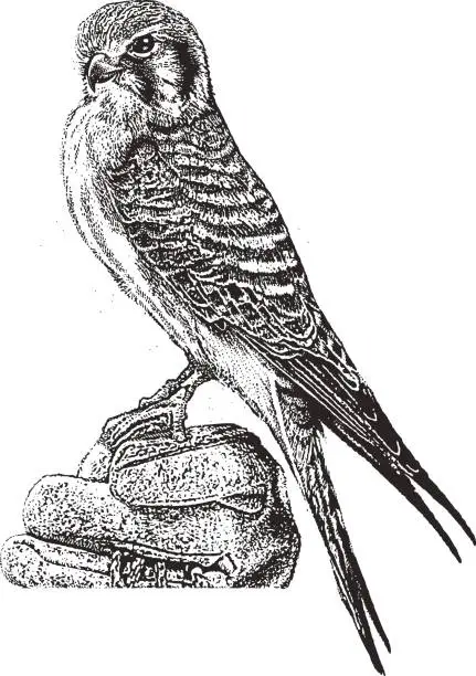 Vector illustration of Female Kestrel Perching.