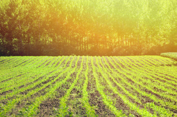 istock Agricultural plants on field with green forest 649970468