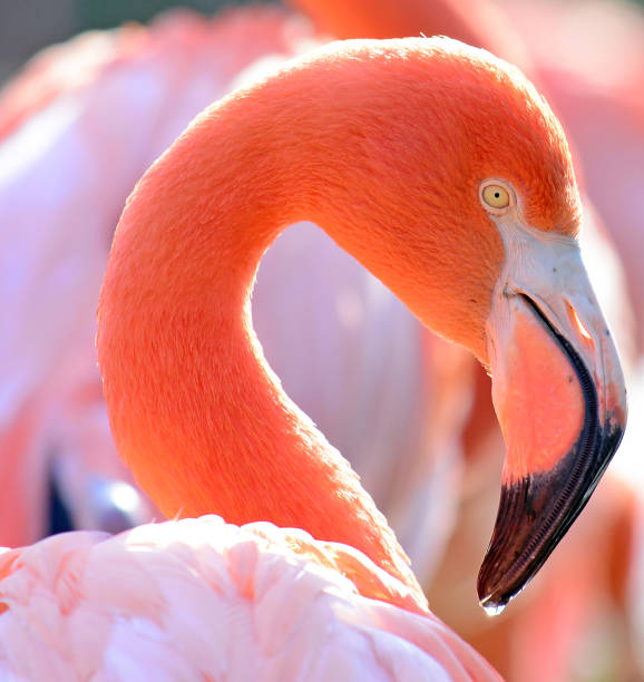 istock Beautiful Flamingo bird portrait 649970690