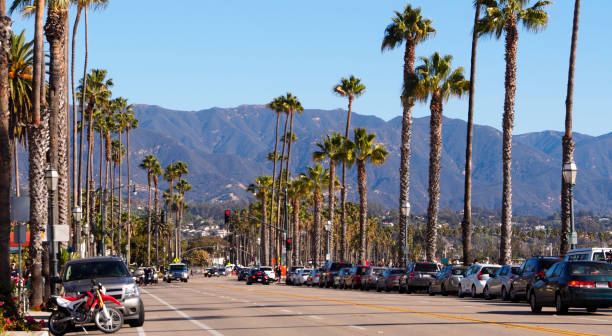 istock California Palm Trees around the road 649970804