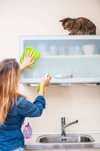 istock Adult Woman Playing With Cat While Cleaning The Kitchen 649975372