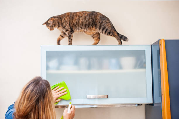 istock Adult Woman Playing With Cat While Cleaning The Kitchen 649975402