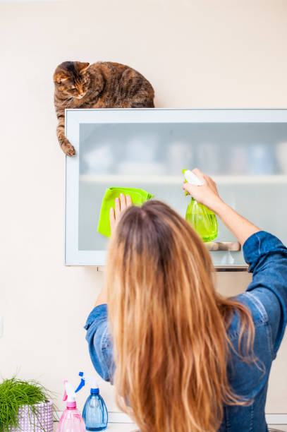 istock Adult Woman Playing With Cat While Cleaning The Kitchen 649975408