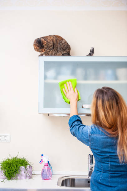 istock Adult Woman Playing With Cat While Cleaning The Kitchen 649975424