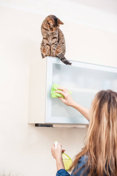 istock Adult Woman Playing With Cat While Cleaning The Kitchen 649975482