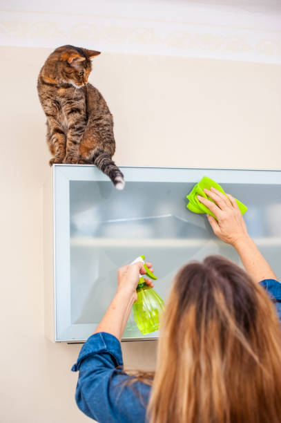 istock Adult Woman Playing With Cat While Cleaning The Kitchen 649975534