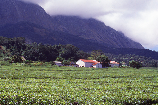 View of Mulanje Mountain Forest Reserve in southern Malawi Africa from tea plantation with clouds over the Mulanje Massif a major batholith