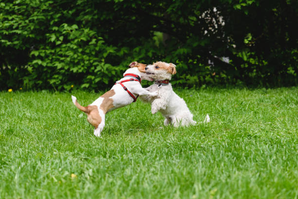istock Two dogs hugging  and kissing while rearing up 649976076