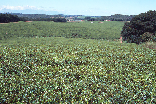 Tea plantation in southern Malawi Africa with the Mulanje Massif a major batholith in the distance Malawi Africa