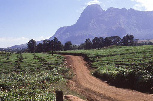 Dirt road through tea plantation in southern Malawi Africa with the Mulanje Massif a major batholith in the distance Malawi Africa