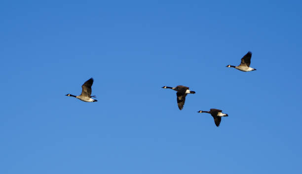 istock Bosque del Apache National Wildlife Refuge New Mexico 649981978