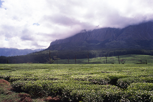 Tea plantation in southern Malawi Africa with the Mulanje Massif a major batholith with coulds hanging over the mountain in Malawi Africa