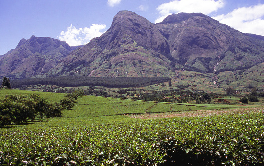 Mulanje Massif a major Batholith along the Great Rift of southern Africa rising above tea plantations in Malawi Africa