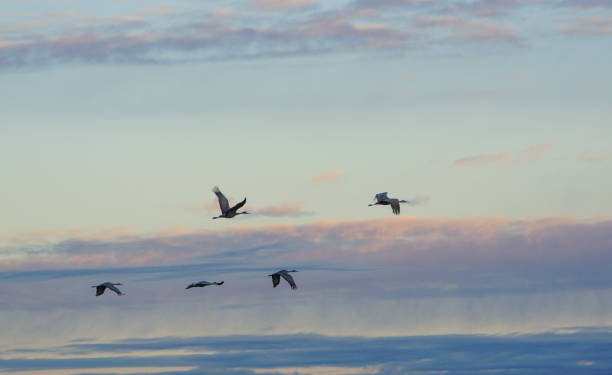 istock Bosque del Apache National Wildlife Refuge New Mexico 649983490