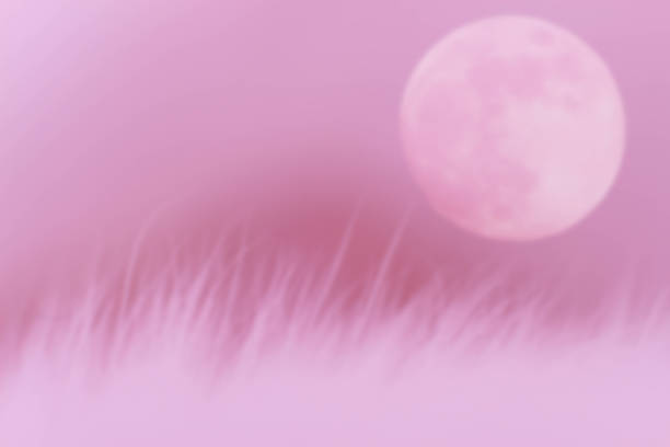 blurred beautiful pink fur with moon on pink background