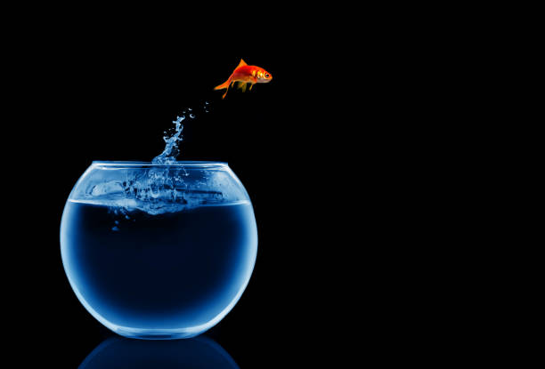 peixinho dourado  - freedom fish water jumping - fotografias e filmes do acervo
