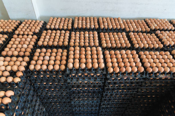 istock Eggs from chicken farm in the package for sale. 650032016