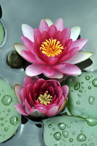 Blossom Waterlily in Pond
