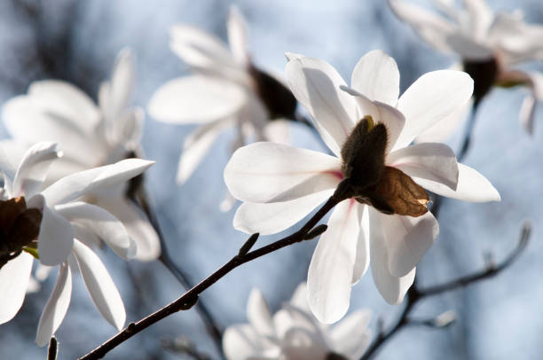 istock Flower of Kobushi magnolia 650033072