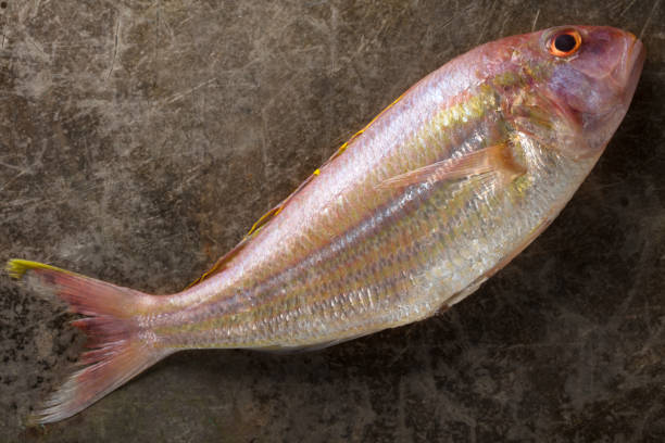 istock Single Raw Sea bream fish on metal background, top view 650033280