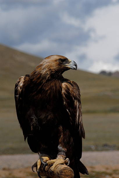 istock Golden Eagle Perching Against Sky On Sunny Day 650038995