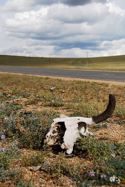 istock Animal Skull On Field Against Cloudy Sky 650038999