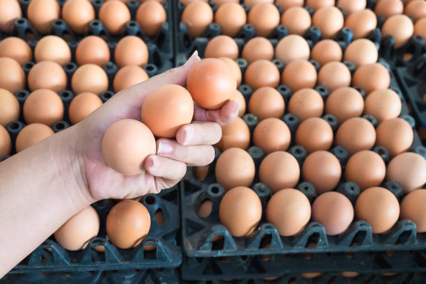 istock Hand holding eggs from chicken farm on lot of egg 650039008