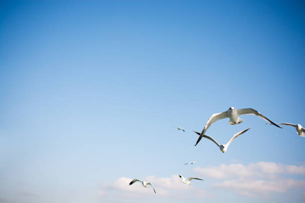 istock Seagulls flying in sky over the sea waters 650044370