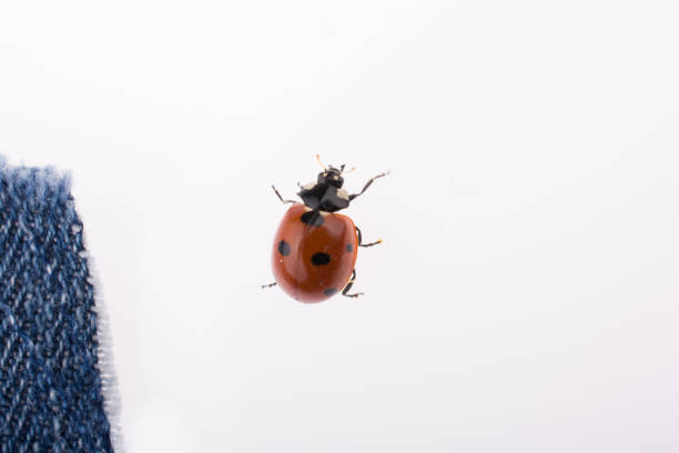 istock Beautiful red ladybug walking on a denim canvas 650044570