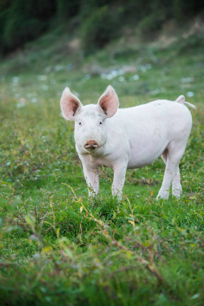 istock Funny little pigs in the field 650045346