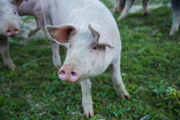 istock Funny little pigs in the field 650045402