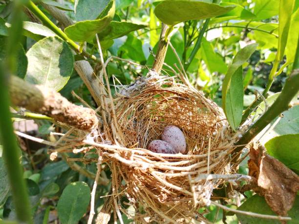 istock Bird's egg in the little nest. The bird nest with two eggs on lime tree. 650049232