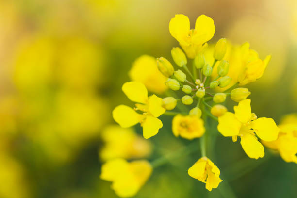 istock Close Up of Canola Flowers 650063598