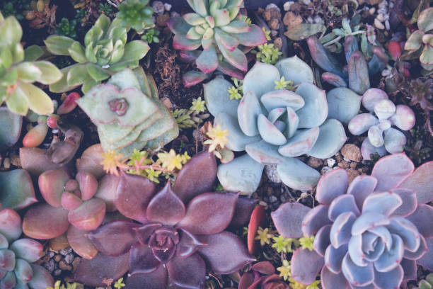 istock Close up of agave succulent plants, selective focus, toning 650067772