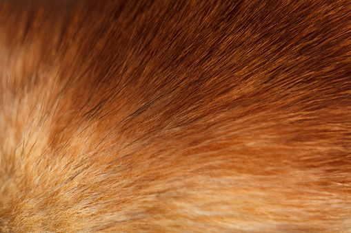 Fluffy ginger fur texture or background, selective focus, closeup