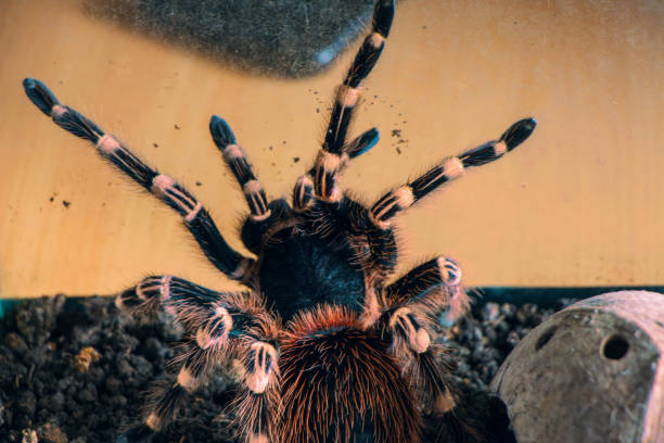 istock beautiful spider tarantula up close 650071406