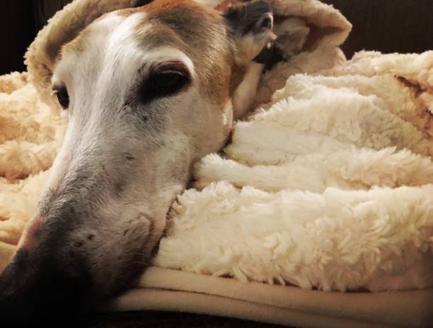 istock Greyhound laying on off white plush blanket 650082538