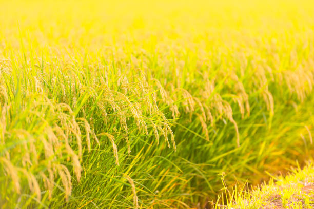 paddy field,in shonai plain,tsuruoka,yamagata,japan - prefeitura de yamagata imagens e fotografias de stock