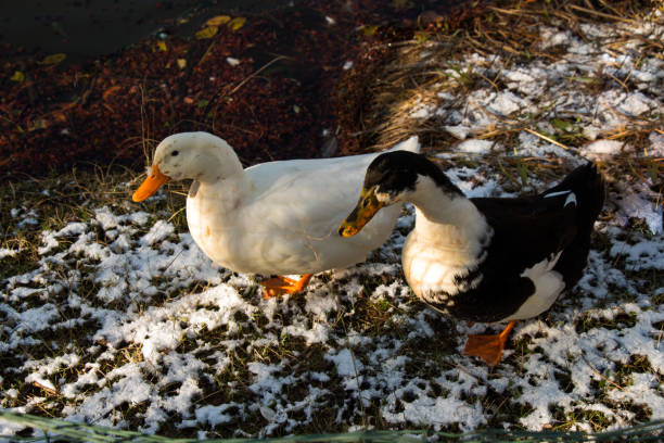 istock Lonely ducks by the side of the pond 650083506