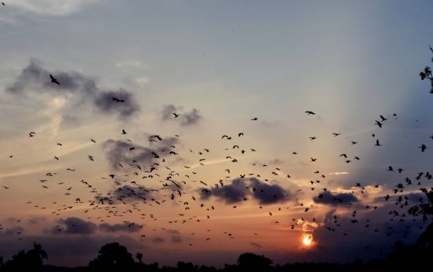 istock Bird flock  silhouette in sunset  background 650083920