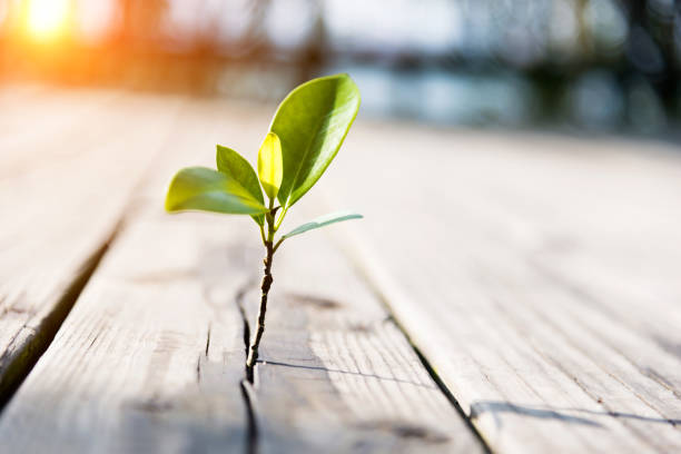 istock Young plant come from the wooden floor 650087726