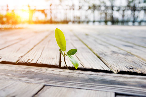 istock Young plant come from the wooden floor 650087730
