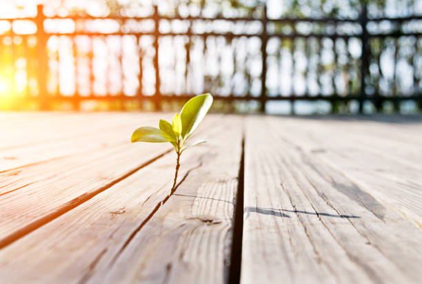 istock Young plant come from the wooden floor 650087896