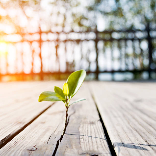 istock Young plant come from the wooden floor 650090100