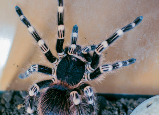 istock beautiful spider tarantula up close 650094362