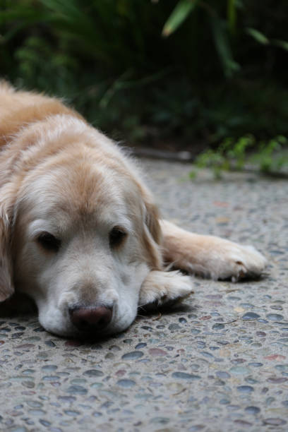 istock Golden Retriever on Patio 650097396